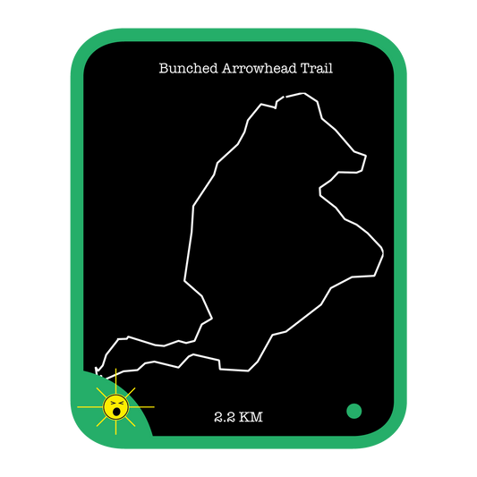 Bunched Arrowhead Trail